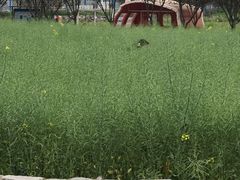 -武汉紫薇都市田园