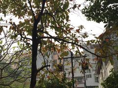 -小洲村