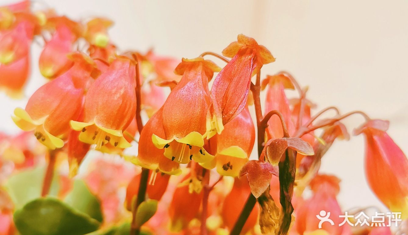 繁花似锦觅安宁