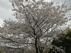 -西湖游船