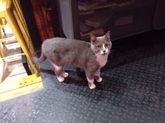 Mikaku(Mikaku万达店)-MIKAKU(万达广场上海宝山店)