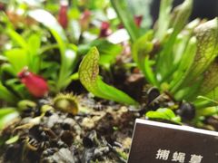 -东平国家森林公园