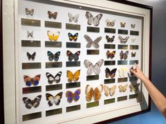 -上海昆虫博物馆