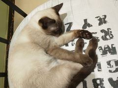 -藏猫猫咖啡主题馆(中央大道店)