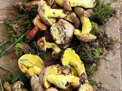 -云南木水花野生菌交易中心