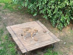 -大连森林动物园