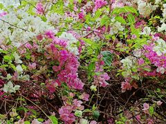 -深圳国际园林花卉博览园