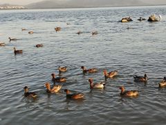 -深圳湾公园(南山区)