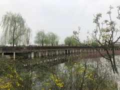 -空港花田景区