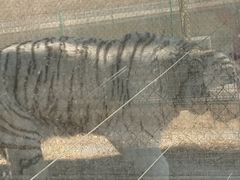-五龙山野生动物王国