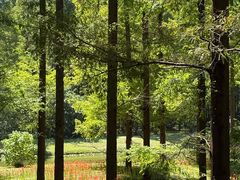 -黄海国家森林公园