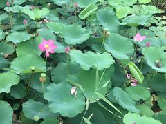 -羊亭河湿地公园