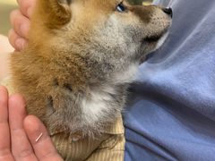 -逗柴咖啡屋·狗咖猫咖宠物桌游