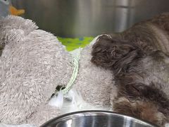 -爱侣宠医·鹦鹉专科·小型哺乳类·异宠专科(灵石路店)