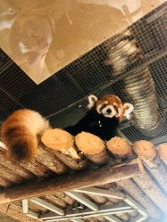 -Zoolung Zoolung动物主题公园(海信广场店)