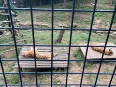 -大连森林动物园