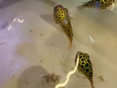 -华声天桥民俗文化园