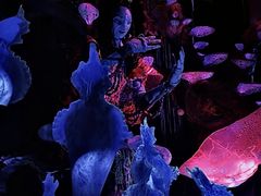 -奥兰多迪士尼动物王国乐园