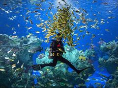 -芜湖新华联大白鲸海洋公园