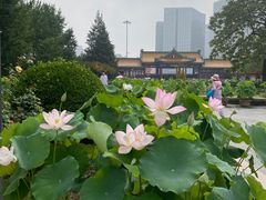 -莲花池公园