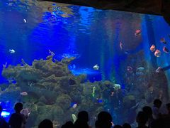 -芜湖新华联大白鲸海洋公园