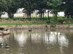 -鹅湖玫瑰文化园
