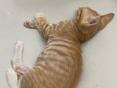 -御宝贝·A梦猫科宠物医院(国际猫友好医院)
