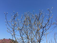-新建村梅花