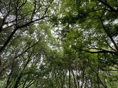 -上海佘山国家森林公园天马山园