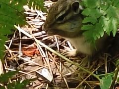 -五营红松林海景区