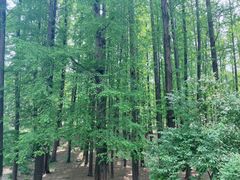 -青岛第二海水浴场