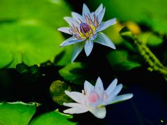 -国家植物园南园