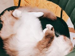 -喵喵咪呀布偶猫咖(春熙路店)
