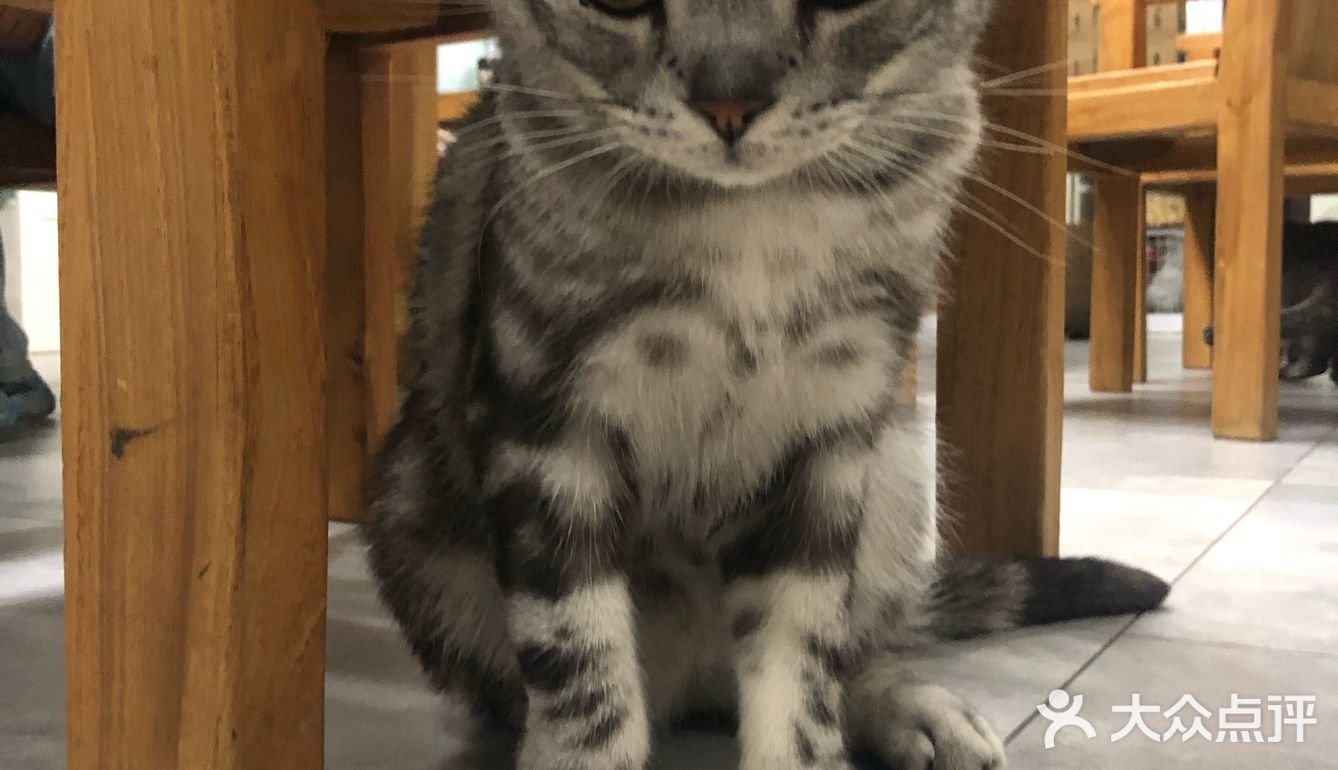 猫猫比以前更多了，鸡块还是老味道