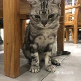 猫猫比以前更多了，鸡块还是老味道