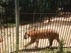 -青岛森林野生动物世界
