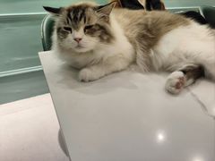 -安格丽娜·狗咖·猫咖羊驼咖(春熙路百盛商场店)