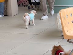 -怪兽屋·羊驼·猫咖·狗咖(俊华广场店)