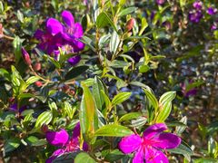 -南国桃园旅游度假区