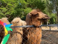 -长白岛森林公园