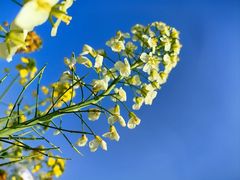 -中国天府农业博览园