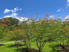 -中国科学院西双版纳热带植物园