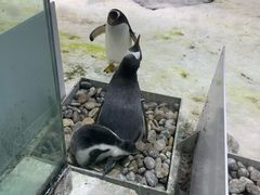 -大连圣亚海洋世界