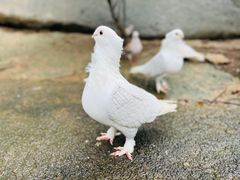 -呀诺达热带雨林