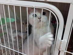 -中环花鸟鱼虫市场