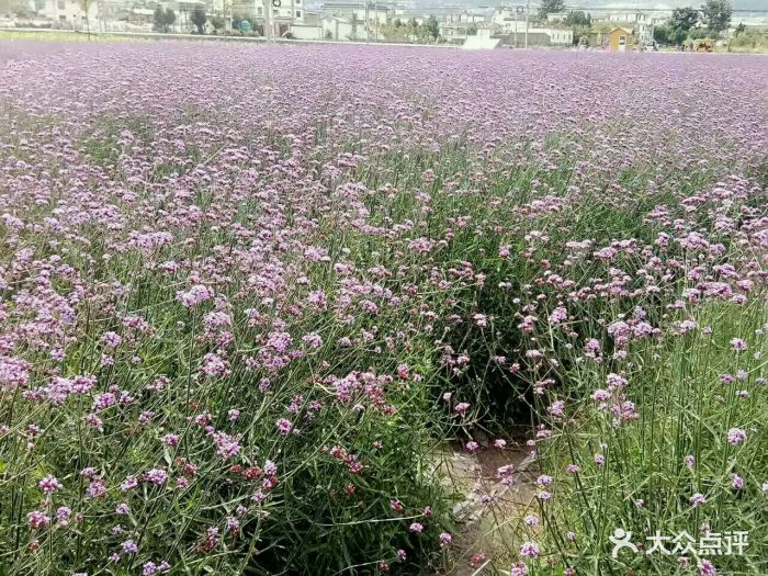 云海芳草薰衣草庄园图片