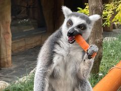 -北京野生动物园