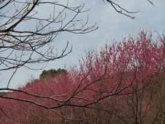 -福清灵石山国家森林公园