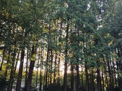-杭州西湖风景名胜区-满觉陇四眼井