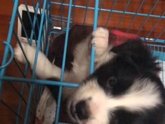 -翊宠yipet猫狗购宠庄园犬舍•猫舍